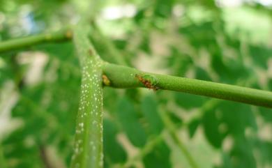 Albizia lebbeck (L.) Benth. 大葉合歡