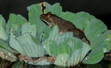 Hoplobatrachus rugulosus (Wiegmann, 1834) 虎皮蛙