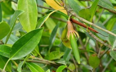 Bruguiera gymnorhiza (L.) Savigny 紅茄冬