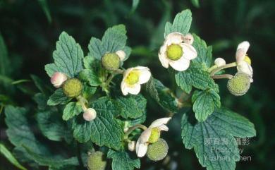 Anemone vitifolia var. matsudae 小白頭翁