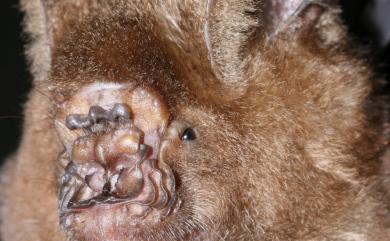 Hipposideros armiger terasensis 臺灣葉鼻蝠