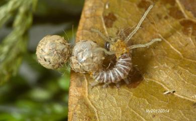 Brahmaea wallichii insulata Inoue, 1984 枯球籮紋蛾