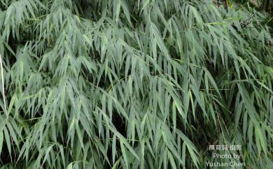 Arundo formosana Hack. 臺灣蘆竹