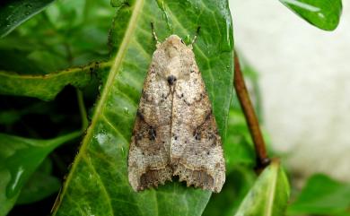 Tiracola plagiata (Walker, 1857) 掌夜蛾