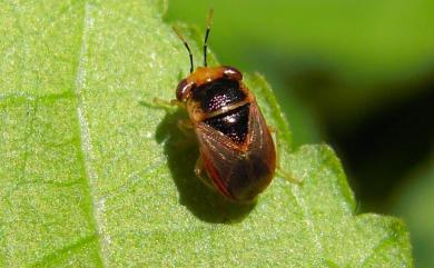 Geocoris ochropterus (Fieber, 1844) 南亞大眼長蝽