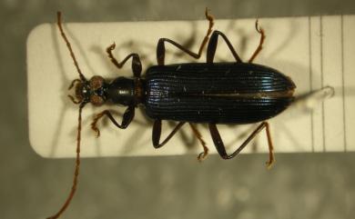 Casnonidea viridimetallica (Pic, 1911) 藍翅筒擬金花蟲
