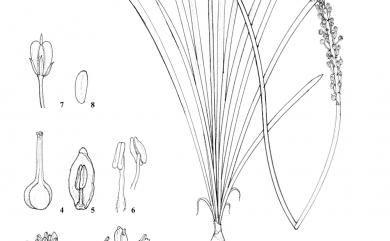 Scilla sinensis (Lour.) Merr., 1919 綿棗兒