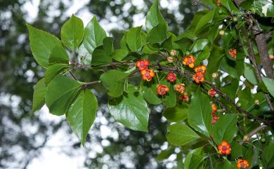 Kadsura japonica 南五味子