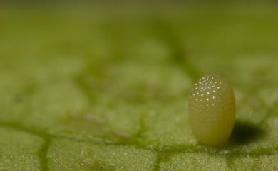 Euploea sylvester swinhoei Wallace & Moore, 1866 雙標紫斑蝶