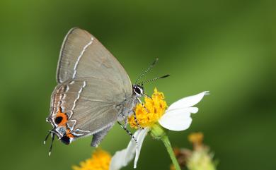 Satyrium eximium mushanum (Matsumura, 1929) 秀洒灰蝶