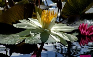 Nymphaea tetragona 睡蓮