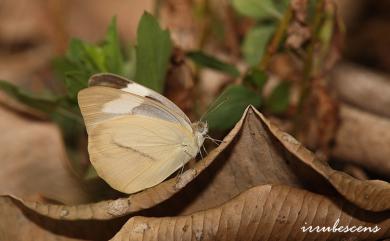 Appias olferna peducaea Fruhstorfer, 1910 鑲邊尖粉蝶