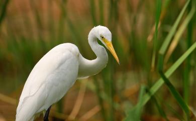 Ardea intermedia Wagler, 1829 中白鷺