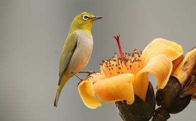 Zosterops japonicus Temminck & Schlegel, 1847 日菲繡眼