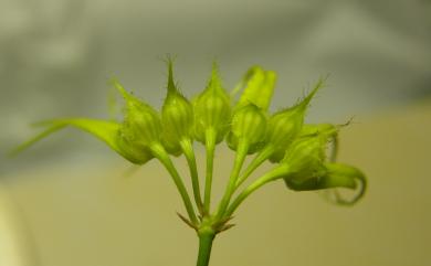 Bulbophyllum flaviflorum 黃花捲瓣蘭