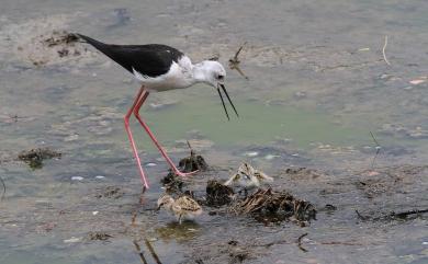 Himantopus himantopus (Linnaeus, 1758) 高蹺鴴