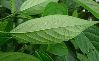 Clerodendrum cyrtophyllum 大青