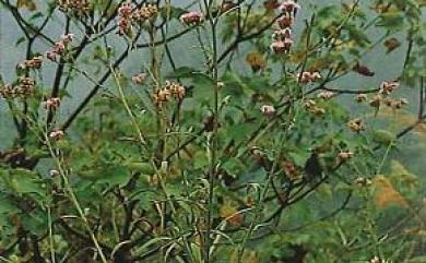 Saussurea japonica DC. 鳳毛菊