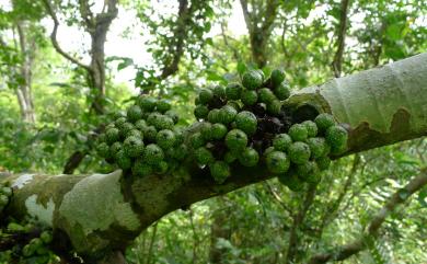 Ficus fistulosa Reinw. ex Blume 豬母乳