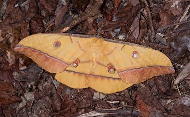 Antheraea superba Inoue, 1964 大透目天蠶蛾