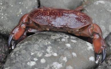 Atergatis integerrimus (Lamarck, 1801) 正直愛潔蟹