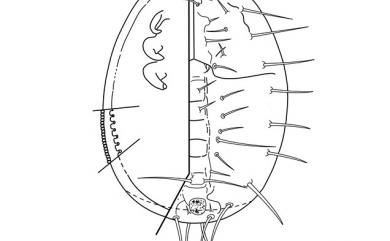 Aleurocanthus spiniferus (Quaintance, 1903) 柑桔刺粉蝨