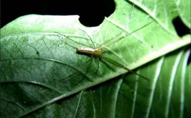 Leucauge decorata Blackwall, 1864 尖尾銀腹蛛