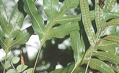 Selliguea falcatopinnata 掌葉茀蕨
