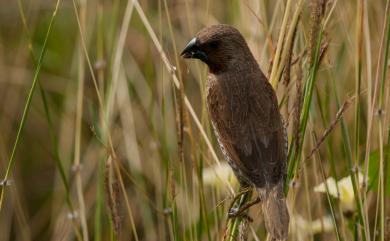 Lonchura punctulata topela (Swinhoe, 1863) 斑文鳥