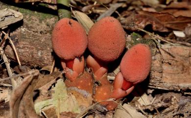 Balanophora yakushimensis 屋久島蛇菰