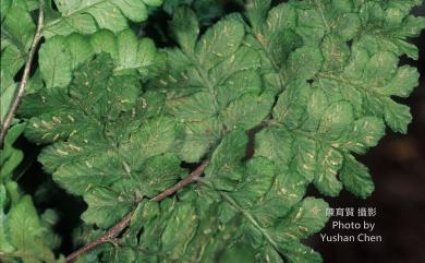 Athyrium arisanense (Hayata) Tagawa 阿里山蹄蓋蕨