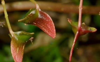 Begonia wutaiana 霧台秋海棠