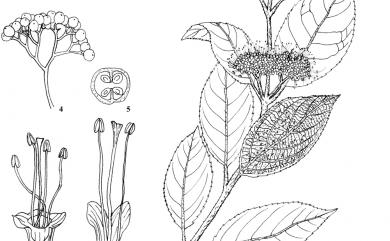 Callicarpa formosana var. formosana 杜虹花