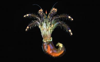 Clibanarius virescens (Krauss, 1843) 綠色細螯寄居蟹