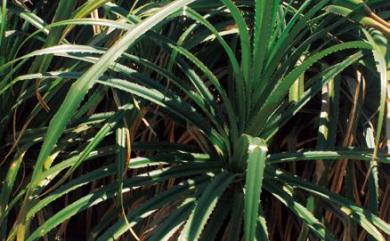 Pandanus odorifer (Forssk.) Kuntze 露兜樹