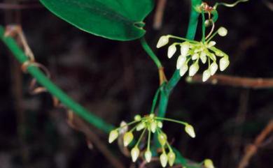 Heterosmilax yunnanensis Gagnep. 短柱肖菝葜