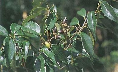 Castanopsis uraiana (Hayata) Kaneh. & Hatus. 烏來柯