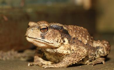 Bufo bankorensis Barbour, 1908 盤古蟾蜍