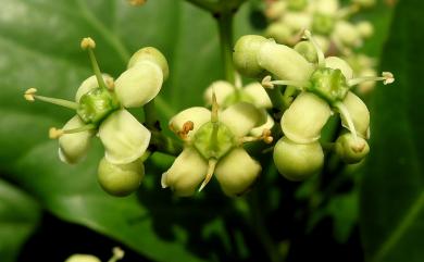 Euonymus japonicus Thunb. 日本衛矛