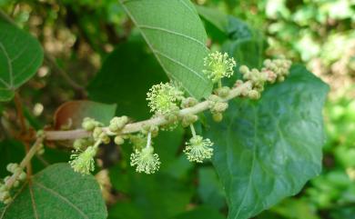 Mallotus japonicus (Spreng.) Müll. Arg. 野桐