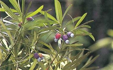 Podocarpus macrophyllus var. macrophyllus (Thunb.) Sweet 1818 大葉羅漢松