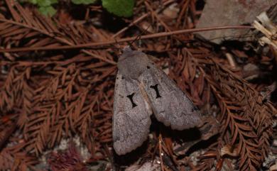 Orthosia carnipennis Butler, 1878 聯夢尼夜蛾