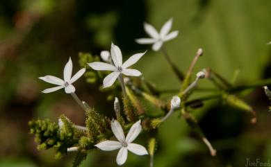 Plumbago zeylanica L. 烏面馬