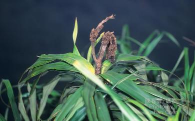 Freycinetia formosana Hemsl. 山露兜