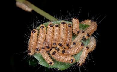 Clelea formosana Strand, 1915 蓬萊藍紋斑蛾