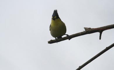 Machlolophus holsti (Seebohm, 1894) 黃山雀