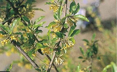 Elaeagnus umbellata Thunb. 小葉胡頹子