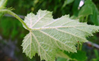 Rubus alceifolius Poir. 羽萼懸鉤子