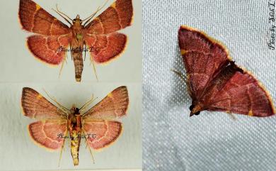 Herculia pelasgalis (Walker, 1859) 赤雙紋螟