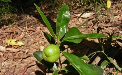 Pyrenaria buisanensis (Sasaki) C.F.Hsieh, Sheng Z.Yang & M.H.Su 武威山烏皮茶